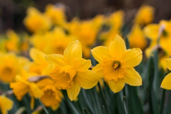 Building on Basics Spring Daffodils 1